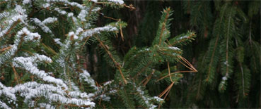 photo of snowy tree